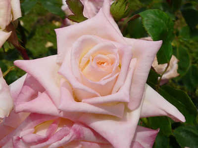 Dianna Princess of Wales (PBR) rose