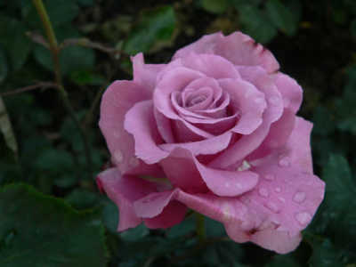 Angelface rose