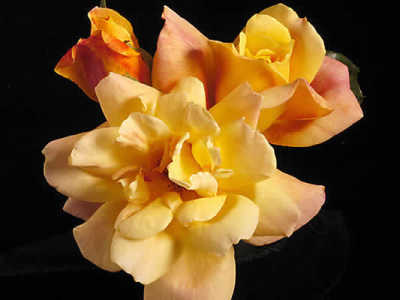 Sutters Gold rose