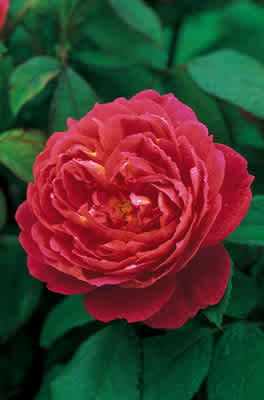 Benjamin Britten (Ausencart) (PBR) rose