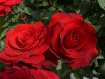 Camp David (70cm) rose