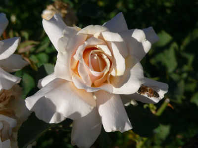Golden Anniversary (PBR) rose