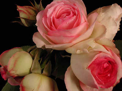 Pierre De Ronsard (PBR) rose