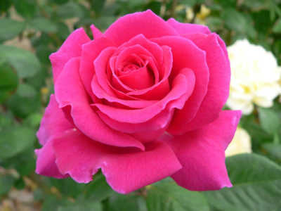 Best Friend (PBR) rose