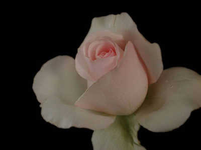 Mothers Love (PBR) rose