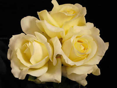 Elina (85cm) rose