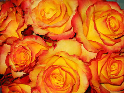 Tequila Sunrise (PBR) (85cm) rose