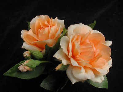 Crepuscule (PBR) rose