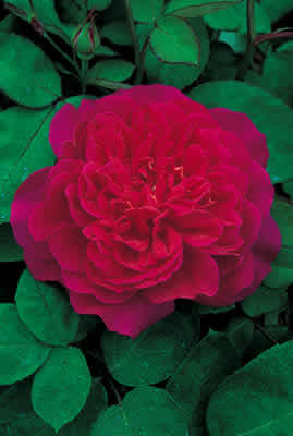 Sophy's Rose (Auslot) (PBR) rose