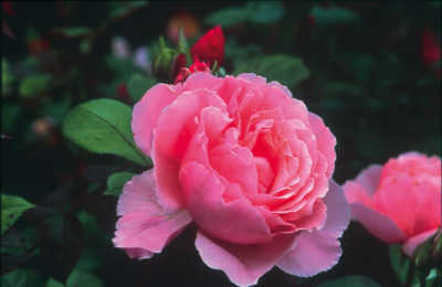 Brother Cadfael (Ausglobe) rose