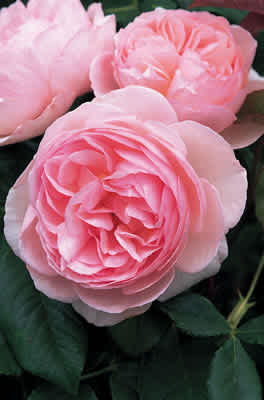 Heritage (Ausblush) (PBR) rose