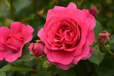 Sir John Betjeman rose