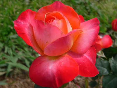 Fruitee rose