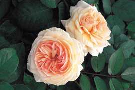 A Shropshire Lad (Ausled) (PBR) rose
