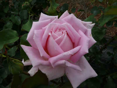 Margaret (PBR) rose