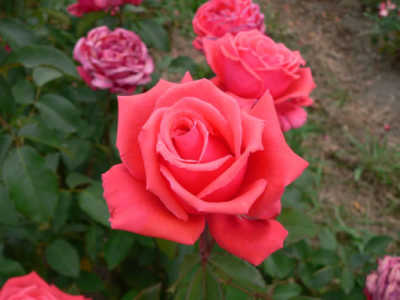 Fragrant Cloud (85cm) rose