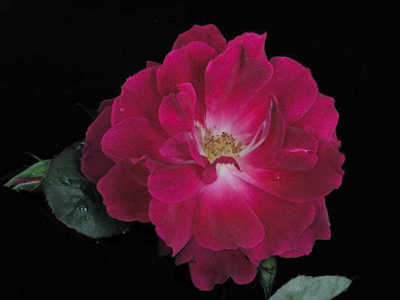 Blackboy (PBR) rose