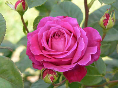 Big Purple (PBR) rose
