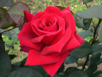 Fragrant Charm (85cm) rose
