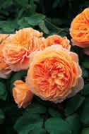 Crown Princess Margareta (Auswinter) (PBR)  rose