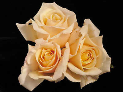 Diamond Jubilee (85cm) rose
