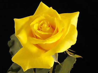 El Dorado rose