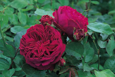 Falstaff (Ausverse) (PBR) rose