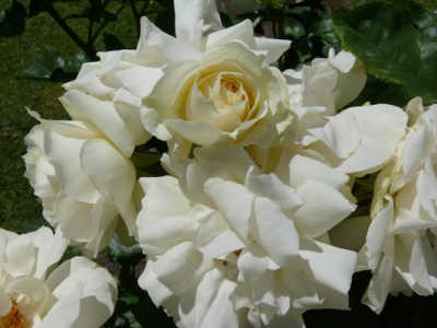 Edelweiss (85cm) rose