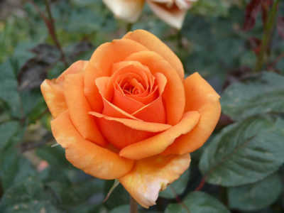 Ashram (PBR) rose