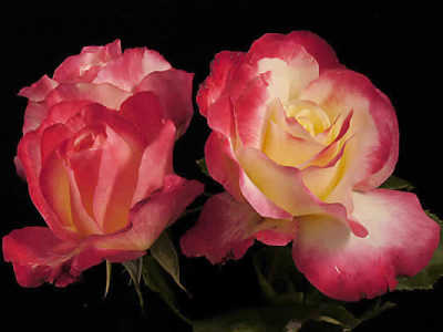 Double Delight (70cm) rose