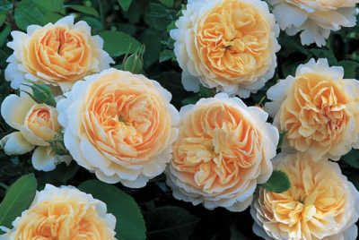 Crocus Rose (Ausquest) (PBR) rose