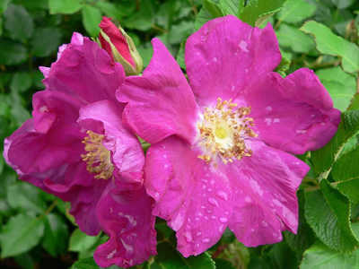 Old World Roses
