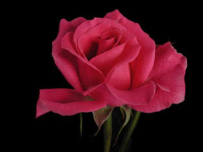 Jacaranda rose