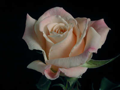 Medeo (PBR) rose