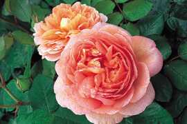 Abraham Darby (Auscot) rose