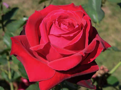 Loving Memory (85cm) rose
