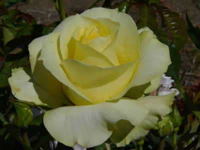 Limelight rose