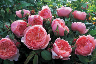 The Alnwick Rose (Ausgrab) (PBR) rose