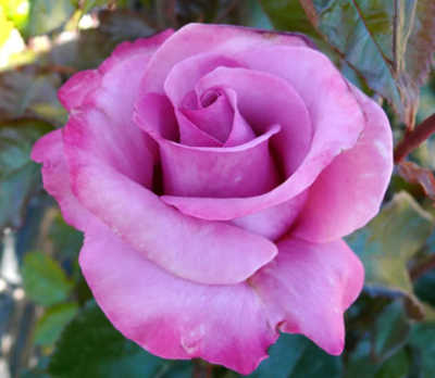 Fragrant Plum rose