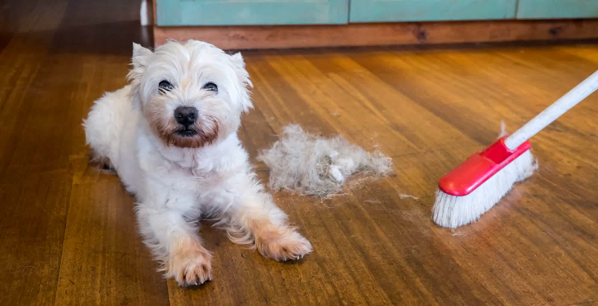 Un perro junto a una escoba y una gran cantidad de pelos en el piso