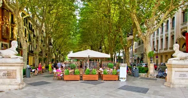 palma platanernas skugga