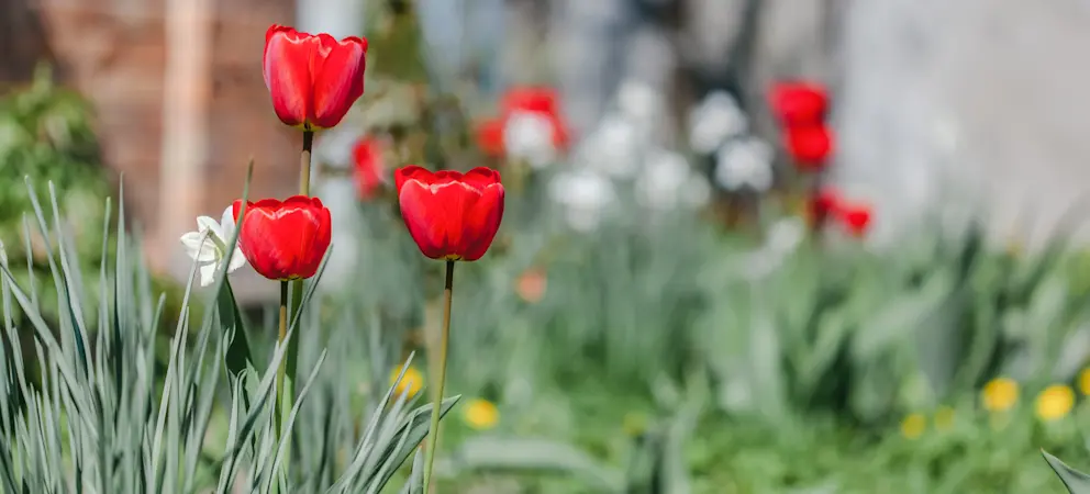 tulpaner trädgård