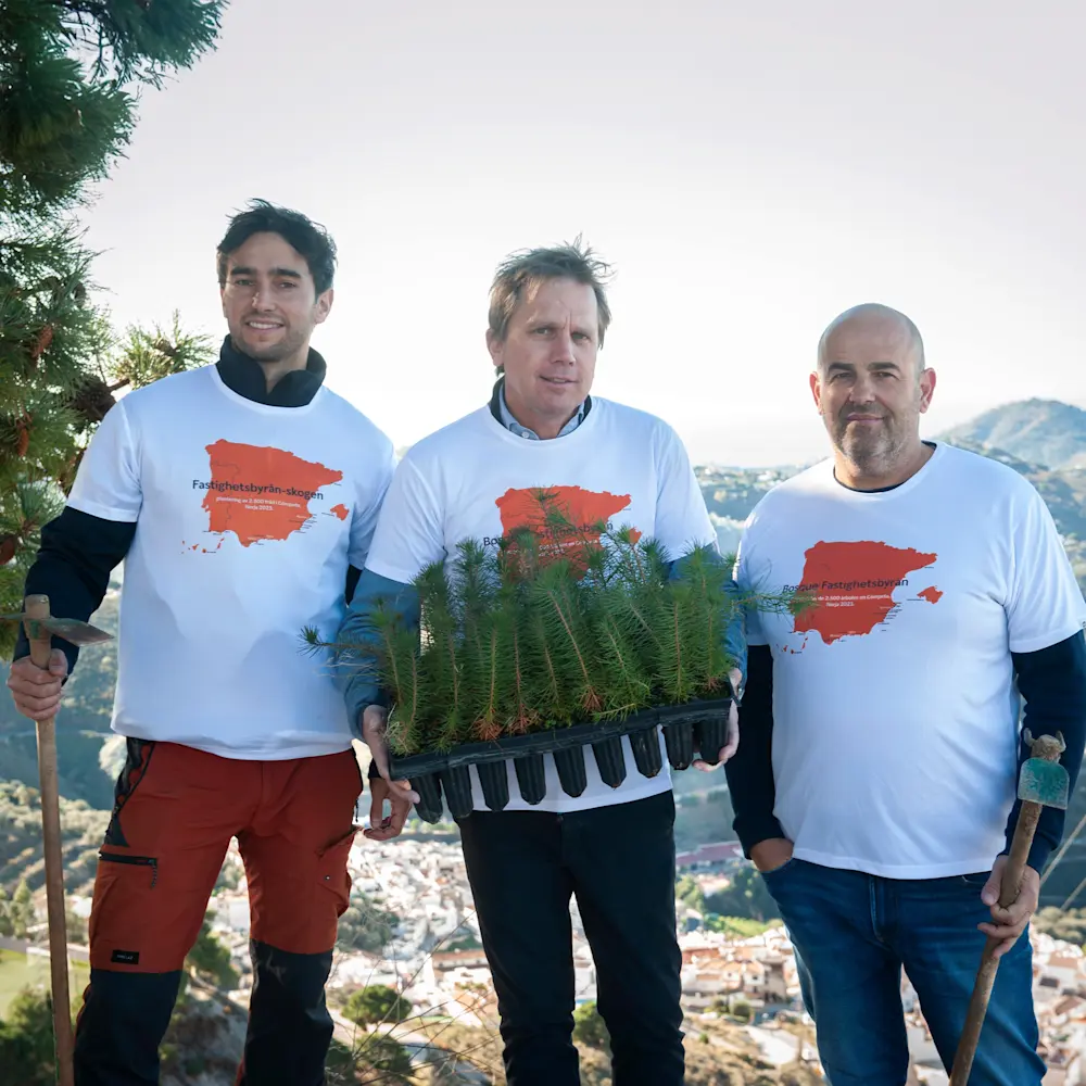 Trädplantering pågår