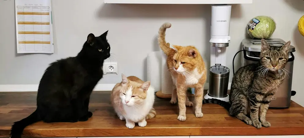 Fyra katter sitter på köksbänk i ljust kök med hylla, förvaringsburkar och hemtrevlig bostadsmiljö.
