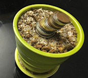 Money on Plant Pot