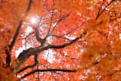 Colourful autumn leaves