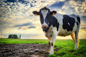 cow in a green field