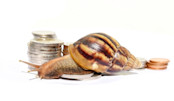 snail with coins