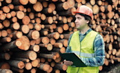 Timber Logging