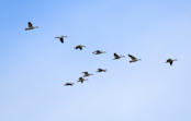 Flock of Geese Image